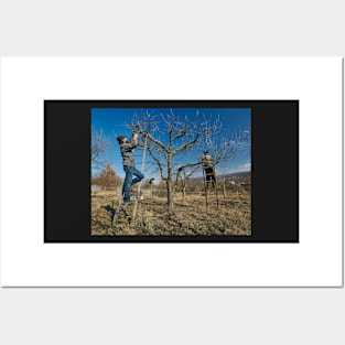 Pruning apple trees Posters and Art